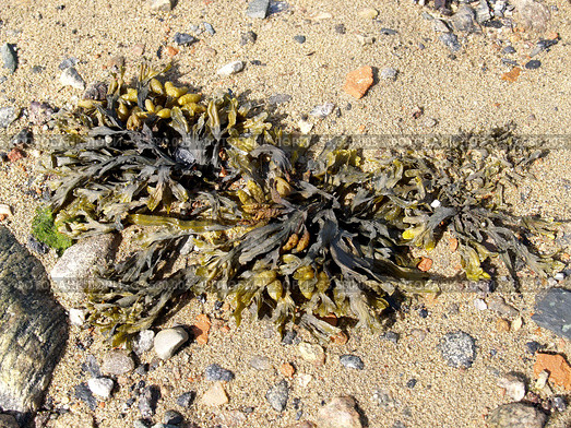 Фукус пузырчатый (Fucus vesiculosus) на песчаном берегу Белого моря. Стоковое фото, фотограф Ирина Борсученко / Фотобанк Лори