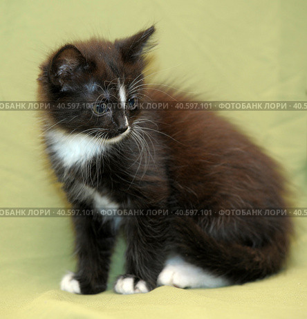 Funny black and white kitten. Стоковое фото, фотограф Анна Кривицкая / Фотобанк Лори
