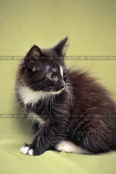 Funny black and white kitten. Стоковое фото, фотограф Анна Кривицкая / Фотобанк Лори