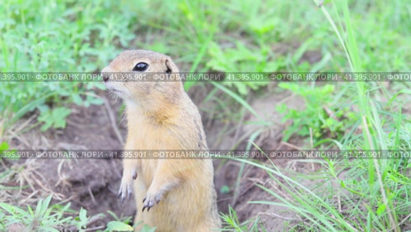 Funny fat gopher crawled out of the burrow and looks around and finally looks into the camera.Attention,you have been noticed.Portrait of a funny fluffy ground squirrel close-up in a field in a meadow. Стоковое видео, видеограф Регина Ерофеева / Фотобанк Лори