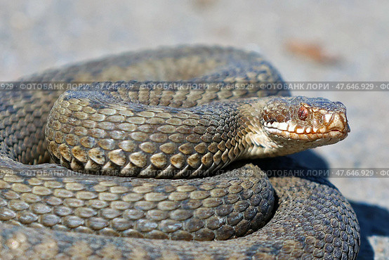 Гадюка обыкновенная (Vipera berus) Стоковое фото, фотограф Александр Тарасенков / Фотобанк Лори