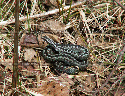 Гадюка (Vipera berus) Стоковое фото, фотограф Тарановский Д. / Фотобанк Лори
