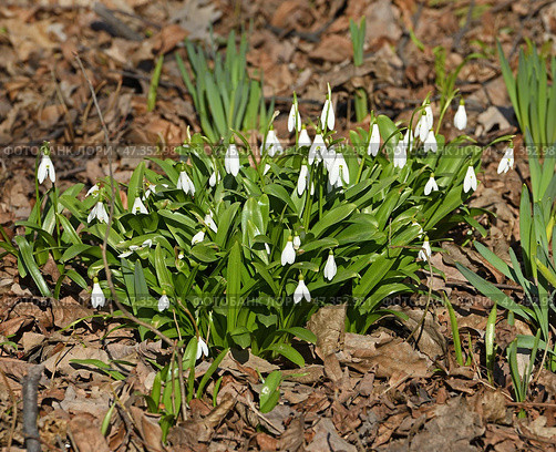 Galanthus woronowii, green snowdrop or Woronow's snowdrop, on March day. Стоковое фото, фотограф Валерия Попова / Фотобанк Лори