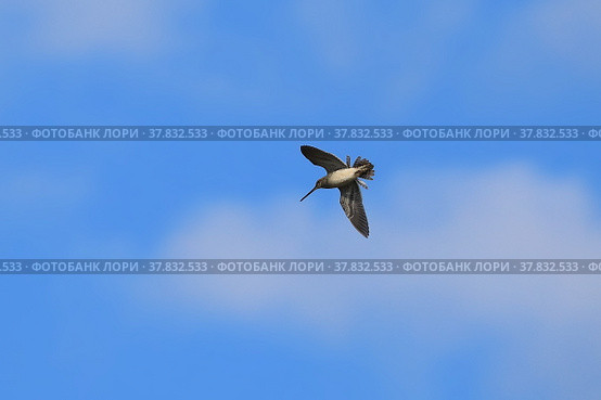 Gallinago stenura. Азиатский бекас весной во время полета. Стоковое фото, фотограф Григорий Писоцкий / Фотобанк Лори