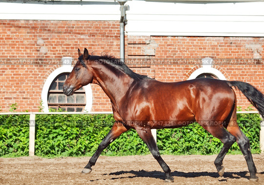 galloping bay sportive breed  horse in open manege. Стоковое фото, агентство Ingram Publishing / Фотобанк Лори