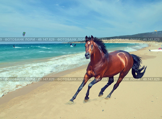 galloping bay sportive breed  horse in open manege. Стоковое фото, агентство Ingram Publishing / Фотобанк Лори