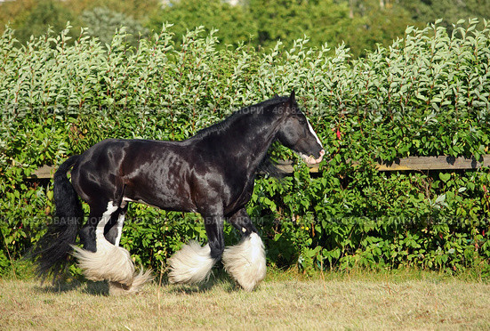 Galloping shire horse in evening paddock. Упряжная лошадь породы шайр бежит рысью в паддоке конной фермы, летним вечером. Стоковое фото, фотограф Михаил Кондрашов / Фотобанк Лори