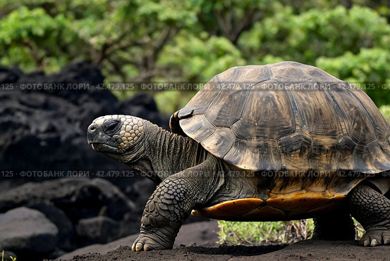 Galápagos tortoise (Chelonoidis elephantopus) in tropical Galapagos island. Giant turtle (tortuga) in animal world. Observation of wildlife area. Holiday adventure in Ecuador. Стоковое AI-изображение, AI-художник Aleksandr Golubev / Фотобанк Лори