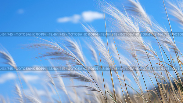 garden blue fescue ai generated. Стоковое AI-изображение, AI-художник Vectorwin / Фотобанк Лори