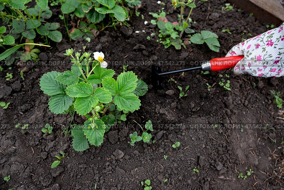 Gardening activities at a home garden with strawberry plants during springtime. Стоковое фото, фотограф Вербицкая Светлана / Фотобанк Лори