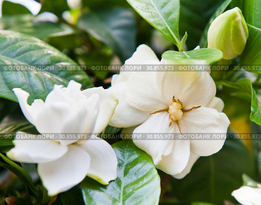 Гардения жасминовидная (Gardenia jasminoides). Белые цветы (крупный план) Стоковое фото, фотограф E. O. / Фотобанк Лори