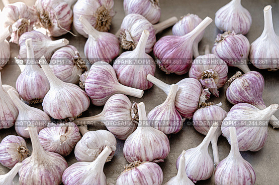 Garlic vegetable organic bulb, fresh food harvest, kitchen spice. Стоковое фото, фотограф Elena Grishina / Фотобанк Лори
