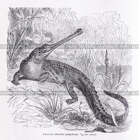 Гавиал (Gavialis gangeticus) - рисунок  из книги А. Брэма "Жизнь животных" 1896 г. Стоковая иллюстрация, иллюстратор Вера Смолянинова / Фотобанк Лори