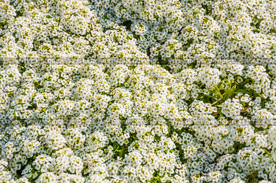 Газонница, или Лобулярия (Lobularia). Фон. Стоковое фото, фотограф Алёшина Оксана / Фотобанк Лори