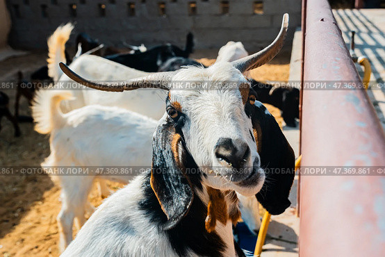 General view of a goat with the placenta still hanging, cleaning its newborn calf in the sahara desert, Merzouga. Стоковое фото, фотограф Feruza Tashmetova / Фотобанк Лори
