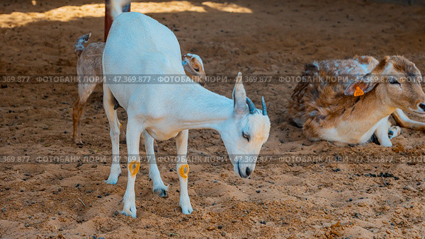 General view of a goat with the placenta still hanging, cleaning its newborn calf in the sahara desert, Merzouga. Стоковое фото, фотограф Feruza Tashmetova / Фотобанк Лори