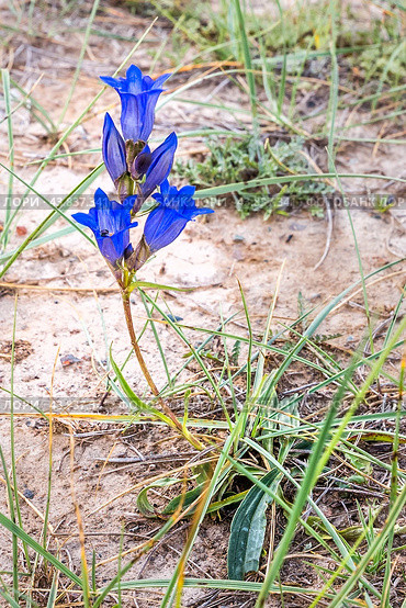 Gentiana decumbens L. f. (familia Gentianaceae) - Горечавка лежачая. Общий вид растений в природных условиях.предгорье Алтайских гор. Кош-Агачский район горного Алтая. Стоковое фото, фотограф Евгений Мухортов / Фотобанк Лори