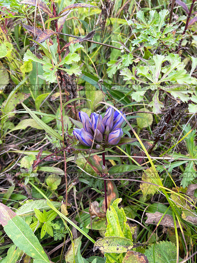 Gentiana scabra. Горечавка в бухте Ахлестышева на острове Русский, Приморский край (2022 год). Стоковое фото, фотограф Овчинникова Ирина / Фотобанк Лори