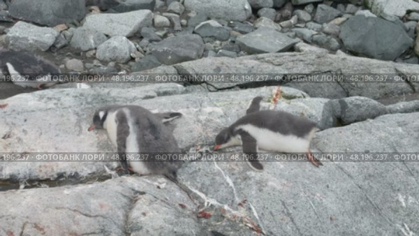 Gentoo penguins chicks resting on rock in Antarctica. Стоковое видео, видеограф Vladimir / Фотобанк Лори