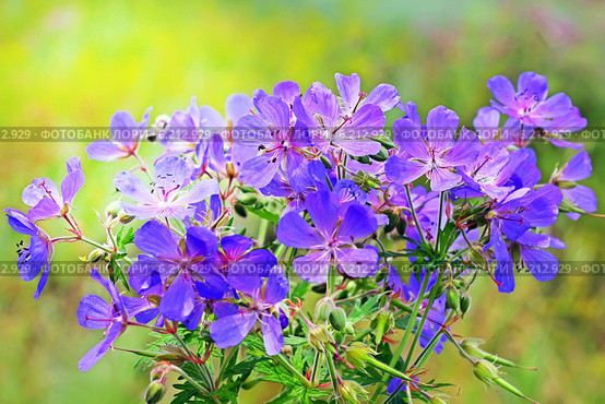 Герань лесная (Geranium sylvaticum) — вид многолетних, травянистых растений рода Герань (Geranium) семейства Гераниевые (Geraniaceae) Стоковое фото, фотограф Евгений Мухортов / Фотобанк Лори