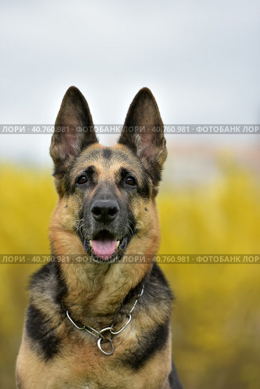 German Shepherd Dog on an Autumnal Background. Стоковое фото, фотограф Анна Кривицкая / Фотобанк Лори