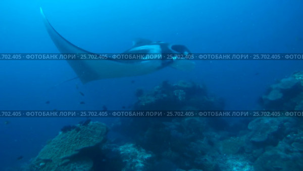 Giant oceanic manta ray - Manta birostris, Floats in blue water over a coral reef, Oceania, Indonesia, Southeast Asia. Стоковое видео, видеограф Некрасов Андрей / Фотобанк Лори