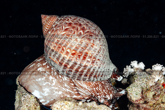 Giant Tun Snail Leisurely Strolls Across a Coral Reef in the Red Sea. Стоковое фото, фотограф Aleksandr Golubev / Фотобанк Лори