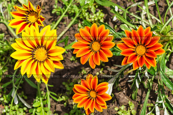 Гибридная гацания (лат. Gazania hybrida), или газания, или африканская ромашка на клумбе. Стоковое фото, фотограф Наталья Гармашева / Фотобанк Лори