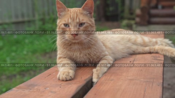 Ginger cat relaxing on a wooden bench. Стоковое видео, видеограф Андрей Знаменский / Фотобанк Лори