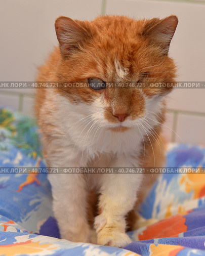 Ginger cat with an eyesore at an animal shelter. Стоковое фото, фотограф Анна Кривицкая / Фотобанк Лори