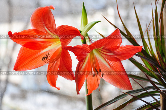 Гиппеаструм красный (Hippeastrum) Стоковое фото, фотограф Алёшина Оксана / Фотобанк Лори