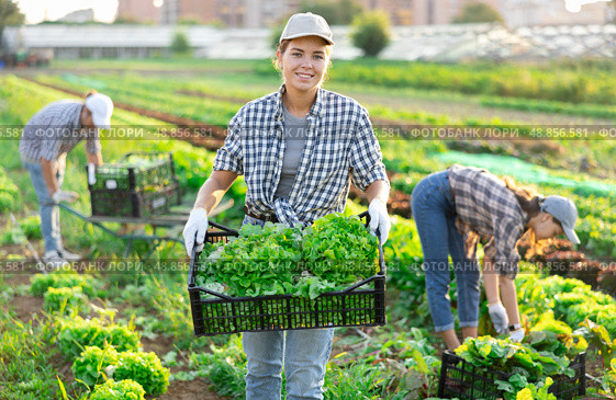 Girl works on plantation cuts bunches of garden cress salad and puts them in box for transportation. Стоковое фото, фотограф Яков Филимонов / Фотобанк Лори