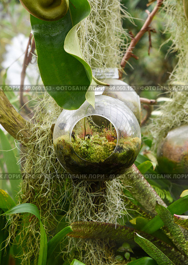 Glass hanging terrarium with mosses and carnivorous plants including Venus flytrap inside, surrounded by tropical greenery and Spanish moss. Стоковое фото, фотограф Татьяна Терехина / Фотобанк Лори