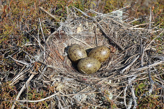 Гнездо сизой чайки (Larus canus) в ямальской тундре. Стоковое фото, фотограф Григорий Писоцкий / Фотобанк Лори