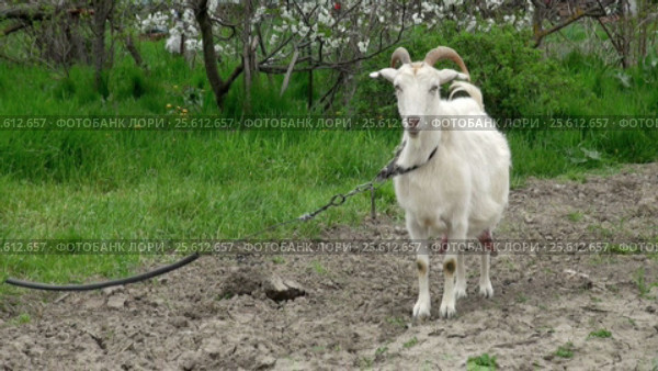 Goat on green meadow. Стоковое видео, видеограф Андрей Зык / Фотобанк Лори