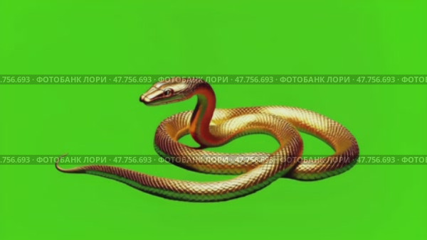 Golden snake on a green insulated chromakey background. Стоковое AI-видео, аниматор Виктория Кольцова / Фотобанк Лори