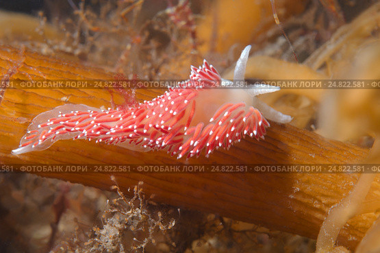 Голожаберный моллюск ( Flabellina verrucosa ) Стоковое фото, фотограф Некрасов Андрей / Фотобанк Лори