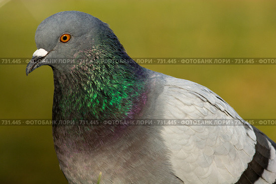 Голубь сизый, Columba livia, Rock Dove. Стоковое фото, фотограф Василий Вишневский / Фотобанк Лори