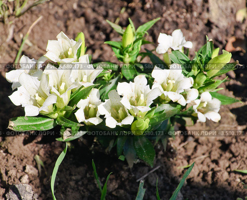 Горечавка, или гентиана бесстебельная(Gentiana acaulis) Стоковое фото, фотограф Алёшина Оксана / Фотобанк Лори
