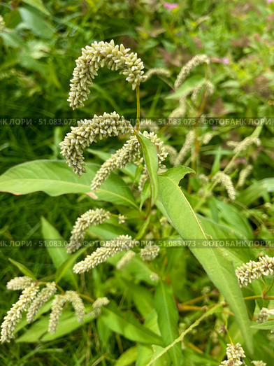 Горец пятнистый (Горец почечуйный, Persicaria maculosa) Стоковое фото, фотограф Щеголева Ольга / Фотобанк Лори