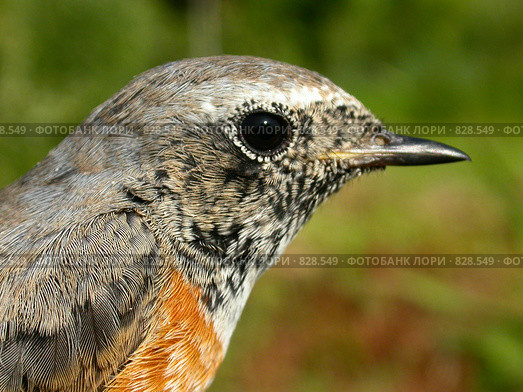 Горихвостка обыкновенная (Phoenicurus phoenicurus). Портрет самца. Стоковое фото, фотограф Максим Антипин / Фотобанк Лори