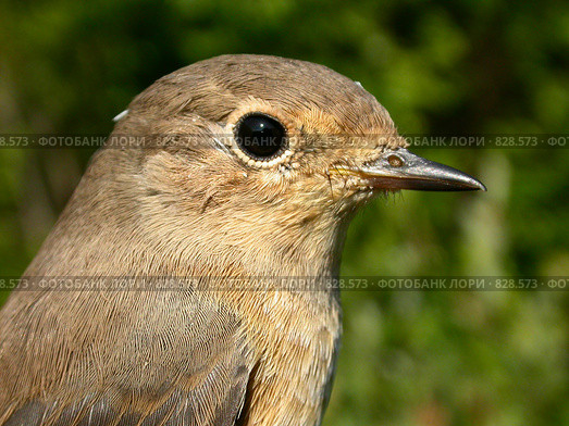 Горихвостка обыкновенная (Phoenicurus phoenicurus). Портрет самки. Стоковое фото, фотограф Максим Антипин / Фотобанк Лори