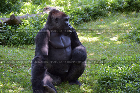 Gorilla in Washington zoo. Стоковое фото, фотограф Анна Кривицкая / Фотобанк Лори