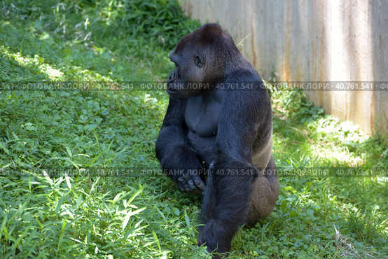 Gorilla in Washington zoo. Стоковое фото, фотограф Анна Кривицкая / Фотобанк Лори