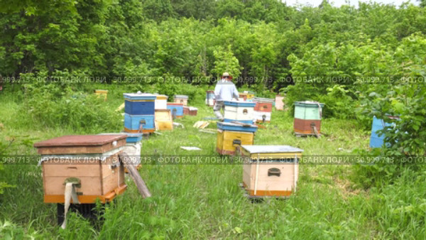 Горная пасека. Пчеловоды за работой. Ускоренное в 25 раз. Mountain apiary. Beekeepers at work. Accelerated at 25 times. Стоковое видео, видеограф Евгений Романов / Фотобанк Лори