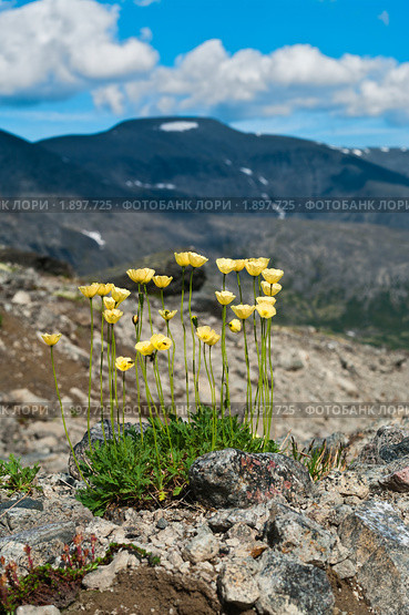 Горные цветы. Лапландский мак (Papaver lapponica) Стоковое фото, фотограф Кекяляйнен Андрей / Фотобанк Лори