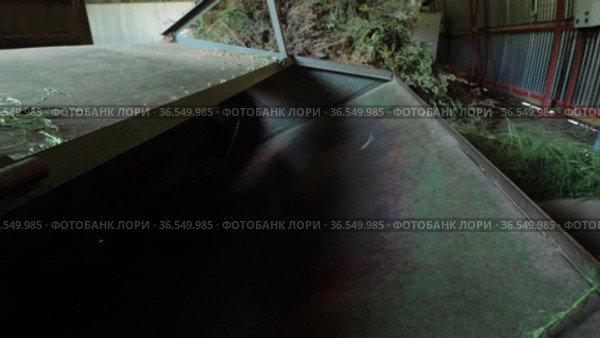 Горный Алтай. Измельчение побегов солянки холмовой (Salsola collina). Grinding of saltwort (Salsola collina) shoots. Стоковое видео, видеограф Евгений Романов / Фотобанк Лори