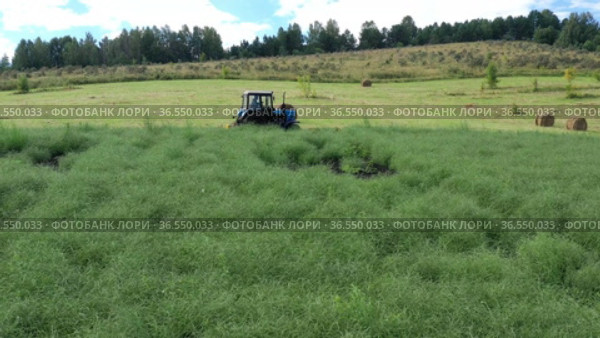 Горный Алтай. Механизированная уборка солянки холмовой (Salsola collina). Вид с воздуха. Altai mountains. Harvesting saltwort (Salsola collina) with a tractor. Aerial view. Стоковое видео, видеограф Евгений Романов / Фотобанк Лори