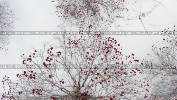 Горный Алтай, плантации калины зимой. Вид с воздуха. Altai mountains, viburnum plantations in winter. Aerial view. Стоковое видео, видеограф Евгений Романов / Фотобанк Лори