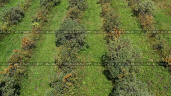 Горный Алтай. Плантации облепихи осенью. Вид с воздуха. Altai mountains. Sea-buckthorn plantations in autumn. Aerial view. Стоковое видео, видеограф Евгений Романов / Фотобанк Лори